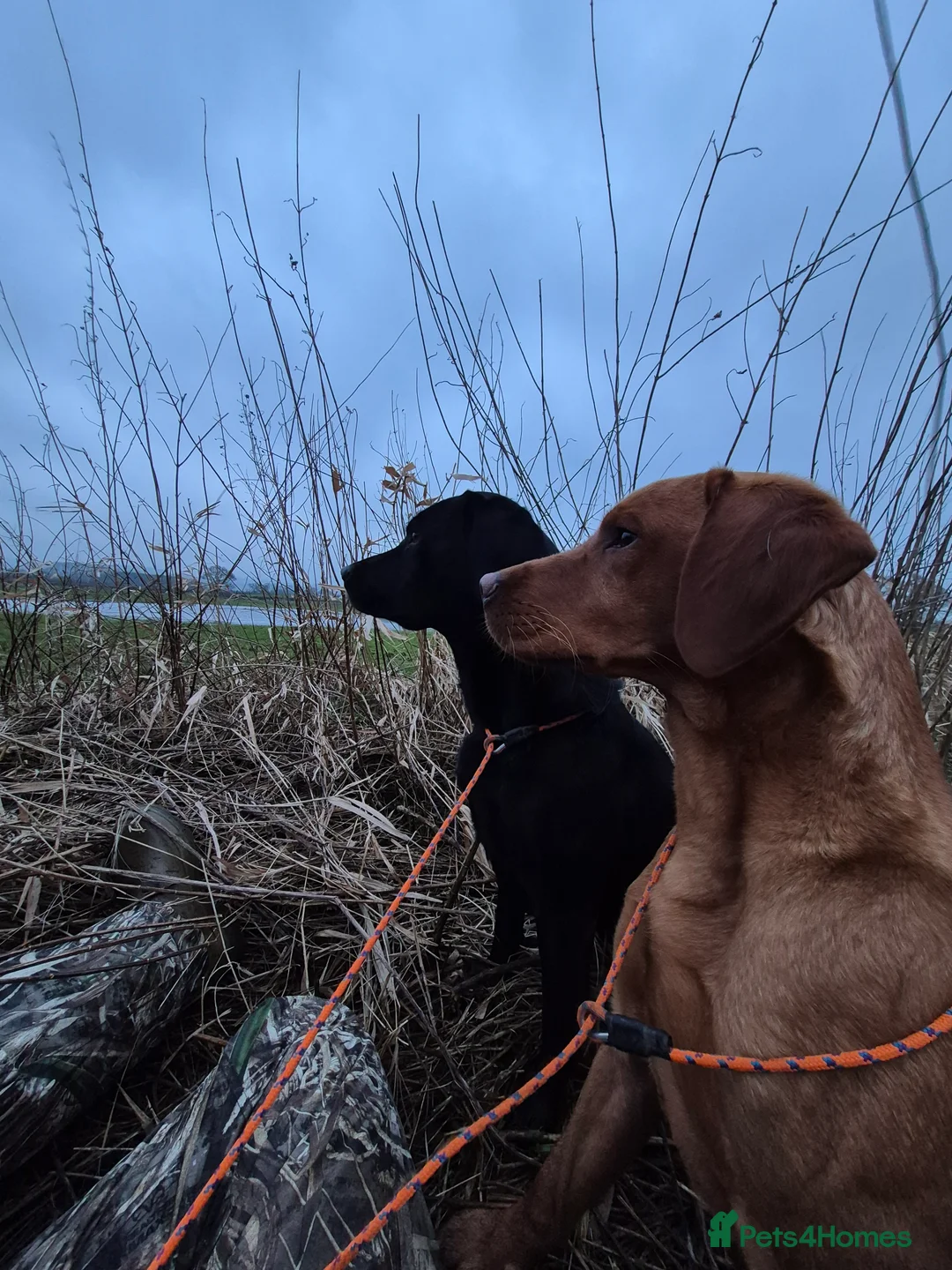 Labrador Retriever dogs for stud: Bert health tested stud  - Advert 2