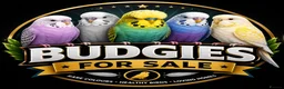 Budgerigars birds for sale: Budgies for sale  - Advert 2