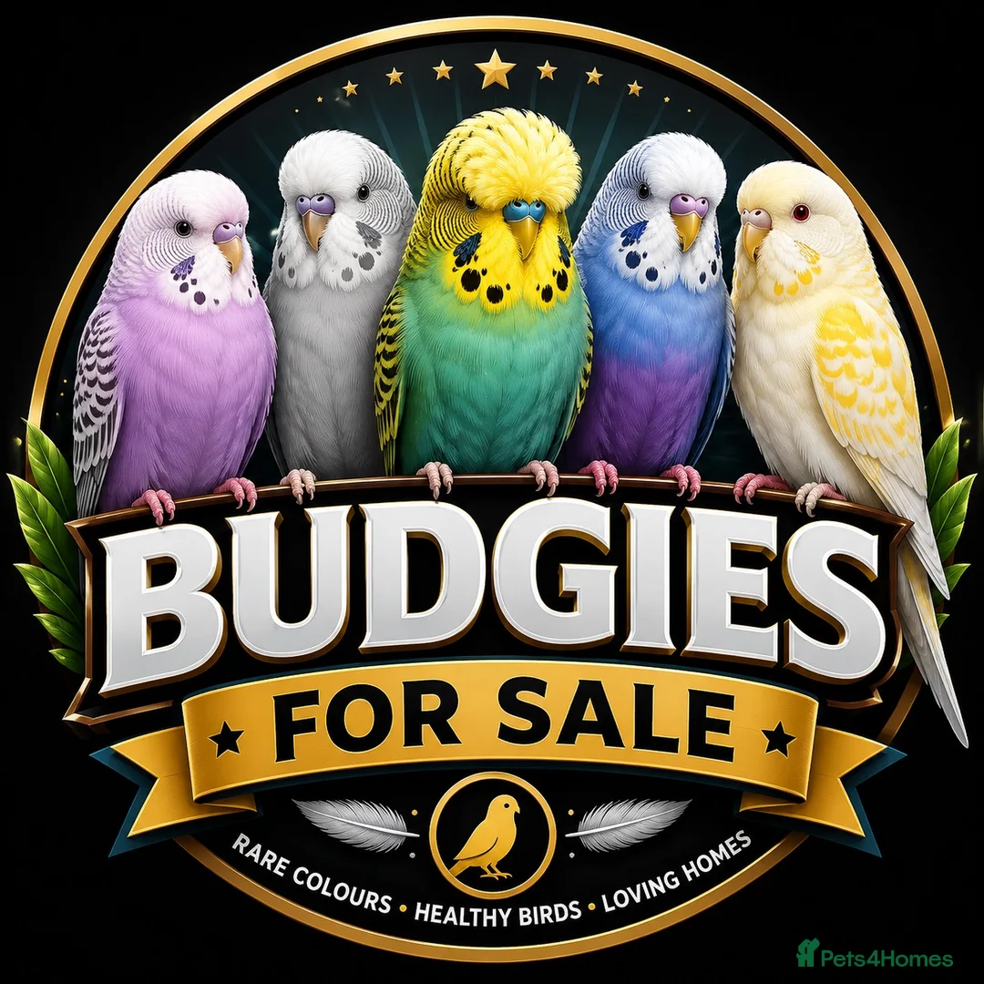 Budgerigars birds for sale: Budgies for sale  - Advert 2