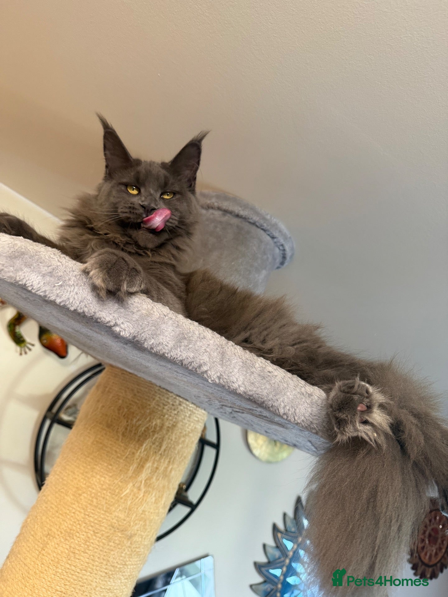 Maine Coon cats 💙*🦁*BLUE MAINE COON*💎*KITTENS*🦁*💙 - Advert 4