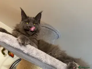 Maine Coon cats 💙*🦁*BLUE MAINE COON*💎*KITTENS*🦁*💙 - Advert 4