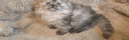 Persian cats for sale: Adorable pure Persian babies ready now  - Advert 11
