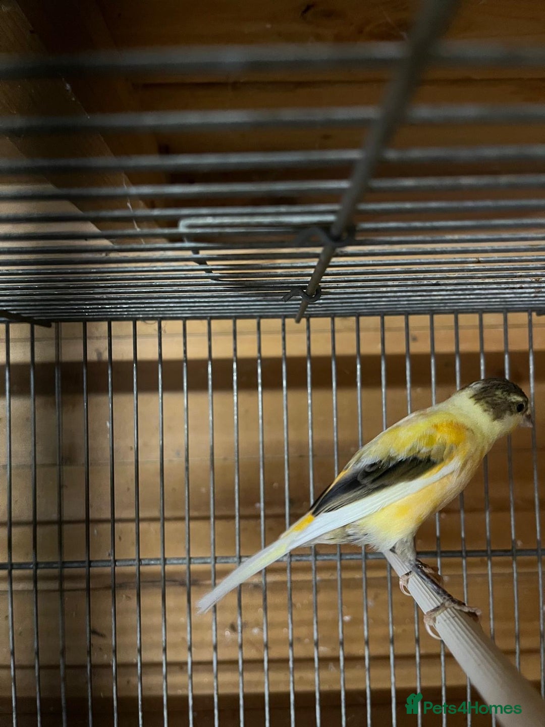Canaries birds for sale: Coloured Canaries - This Year’s, Top Condition - Image 9