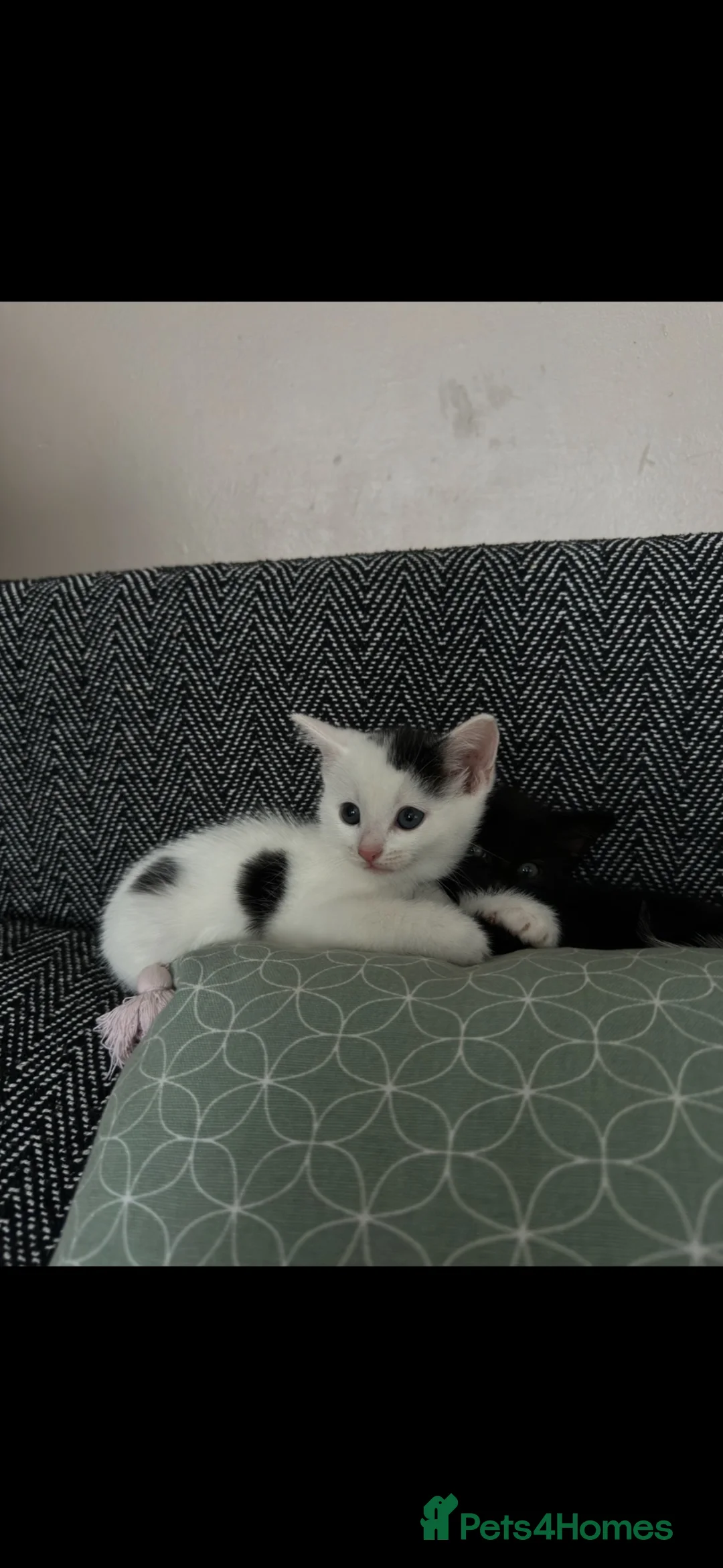 Domestic Shorthair cats for sale: Adorable kittens ready for forever homes 🩷 - Advert 13