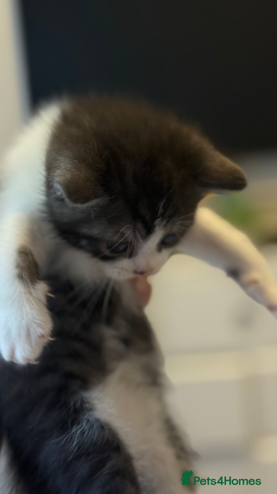 Brazilian Shorthair cats for sale: Half British shorthair  - Image 2