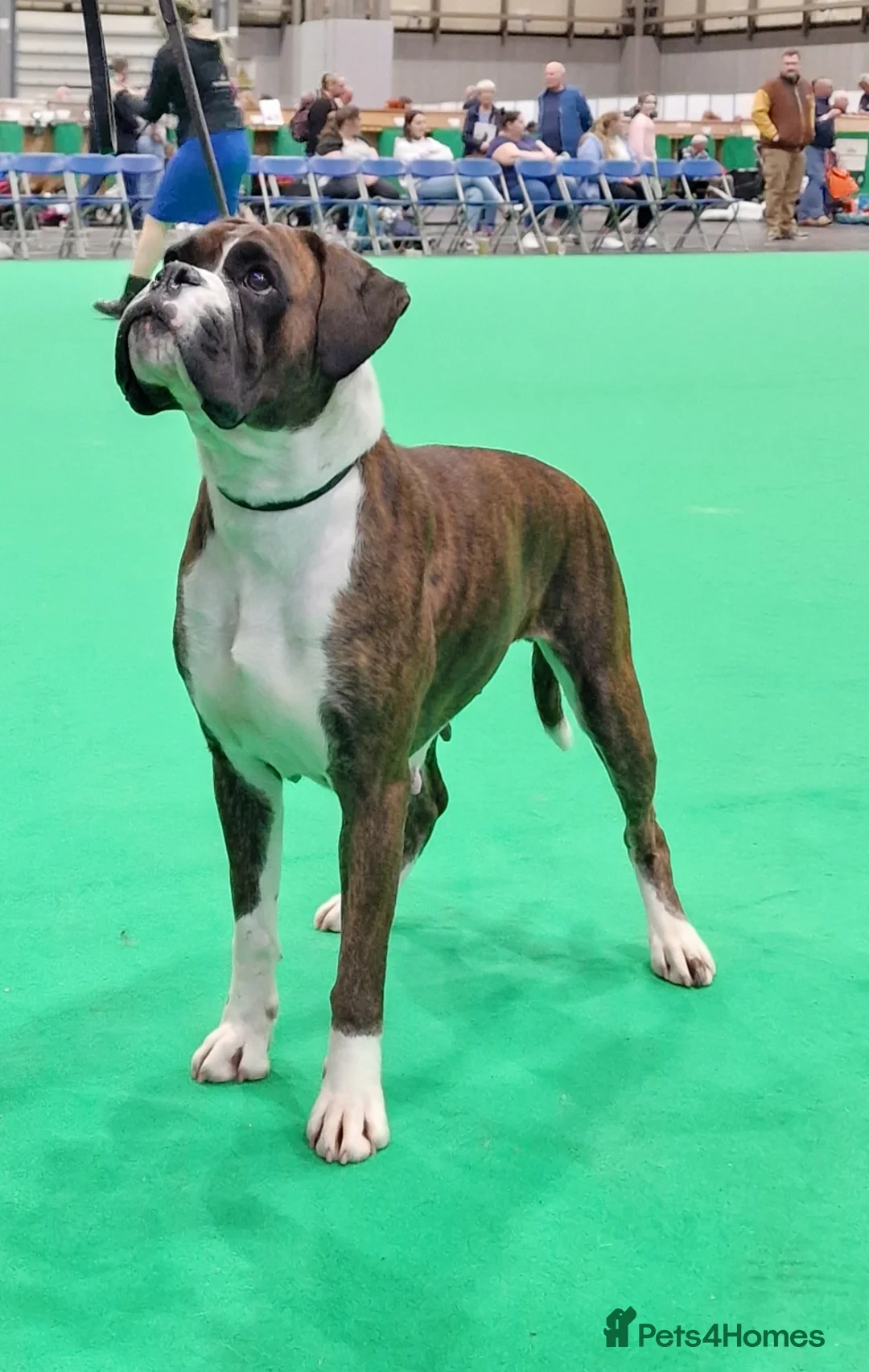 Boxer dogs for sale: 2 Stunning KC Brindle Boxer Bitches available.  - Advert 13