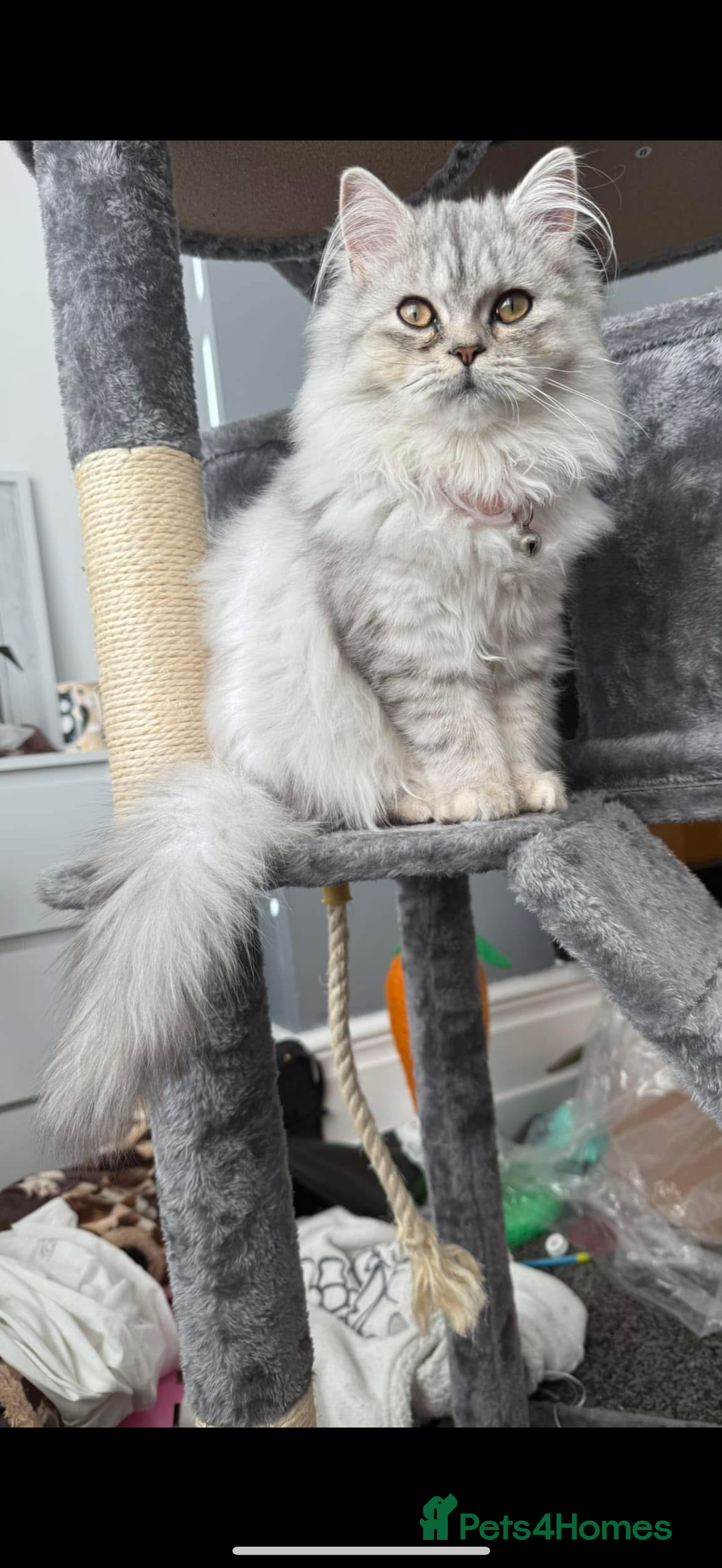 Persian cats for sale: Persian kittens  - Advert 1