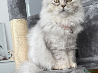 Persian cats Persian kittens - Advert 3