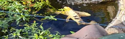 Koi Carp fish for sale: Three Koi Carp in Steyning - Advert 4
