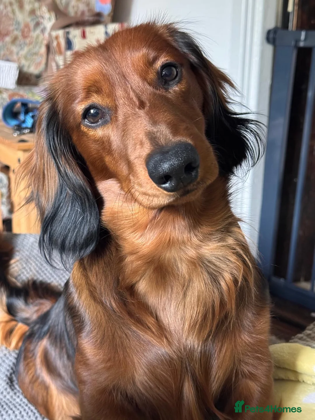 Miniature Dachshund dogs for stud: Stunning Miniature Red Long Haired Dachshund - Advert 7