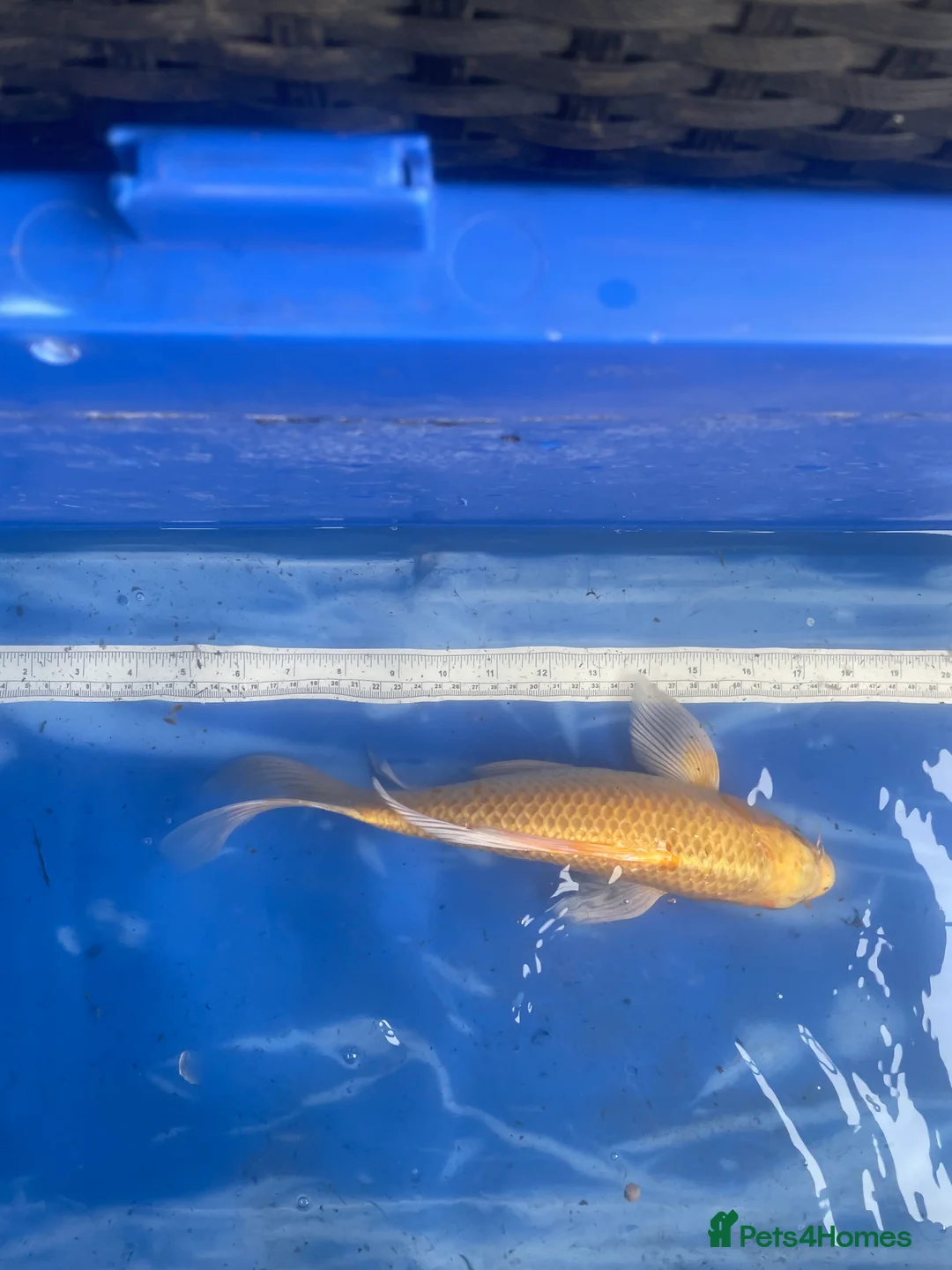 Koi Carp fish for sale: Koi carp and butterfly koi  - Advert 11