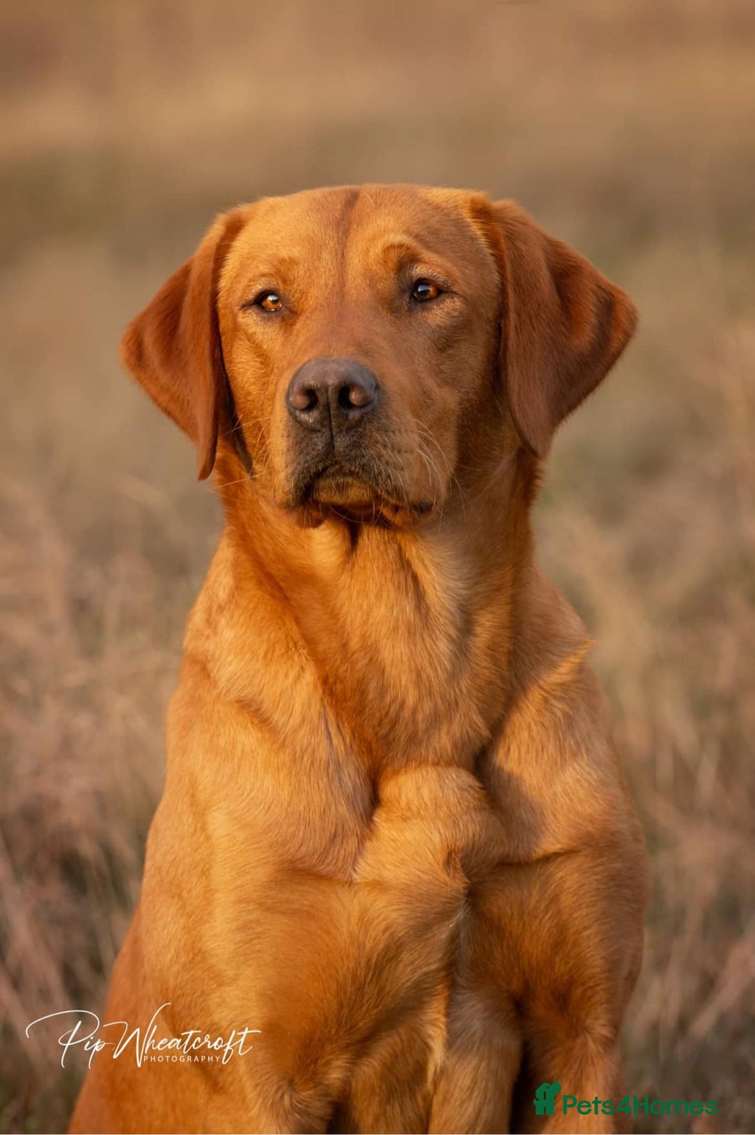 Labrador Retriever dogs for sale: KC Fox Red Labrador Pups FTCH Sire - Health Tested - Advert 21