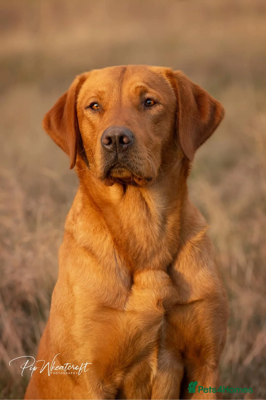Labrador Retriever dogs for sale: KC Fox Red Labrador Pups FTCH Sire - Health Tested - Advert 21