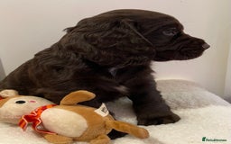 Cocker Spaniel dogs for sale: Stunning male cocker spaniel puppy pedigree - Image 2