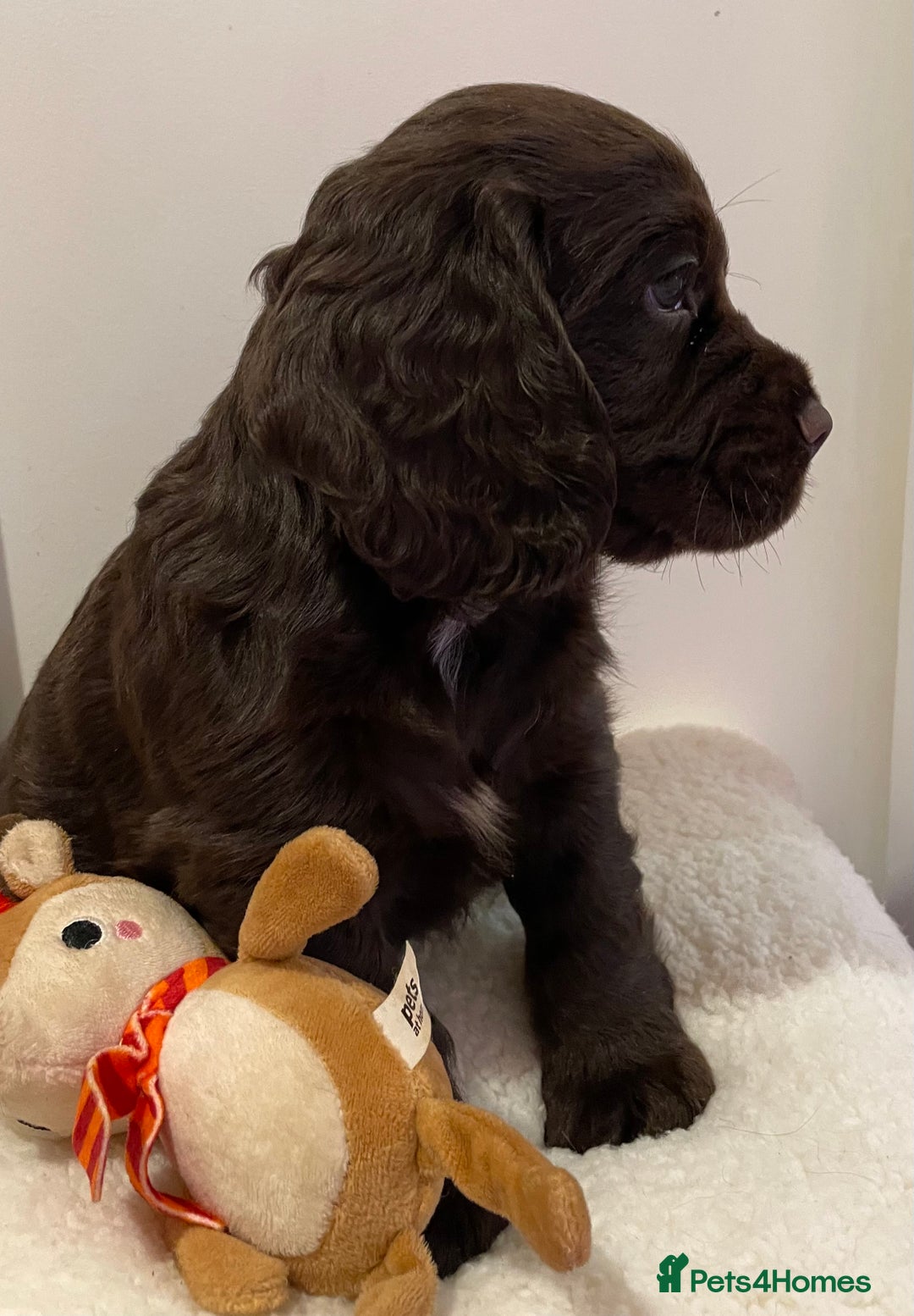 Cocker Spaniel dogs for sale: Stunning male cocker spaniel puppy pedigree - Image 2