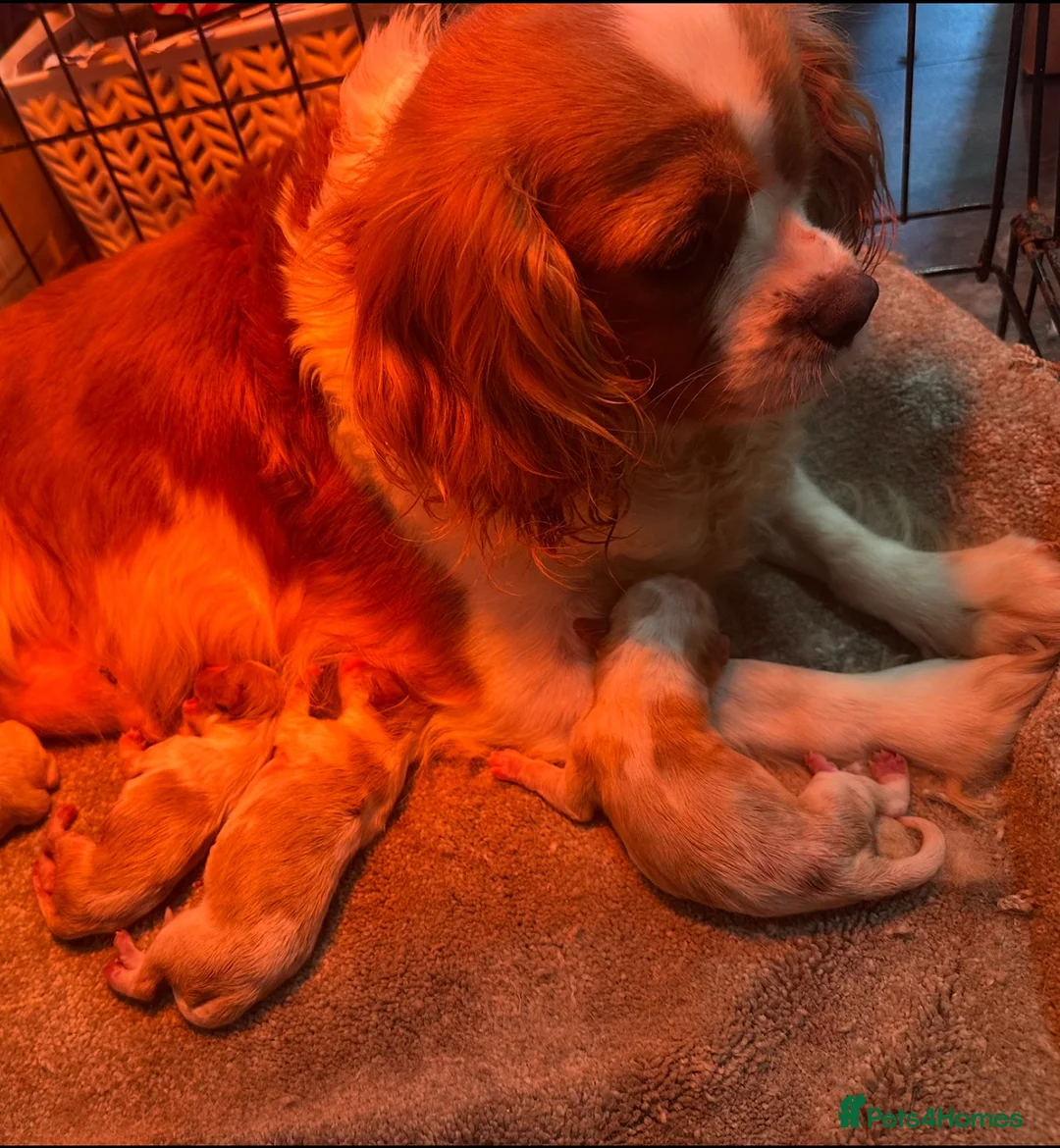 Cavalier King Charles Spaniel dogs for sale: *** KC REG DNA CLEAR CAVALIER KING CHARLES**  - Advert 14