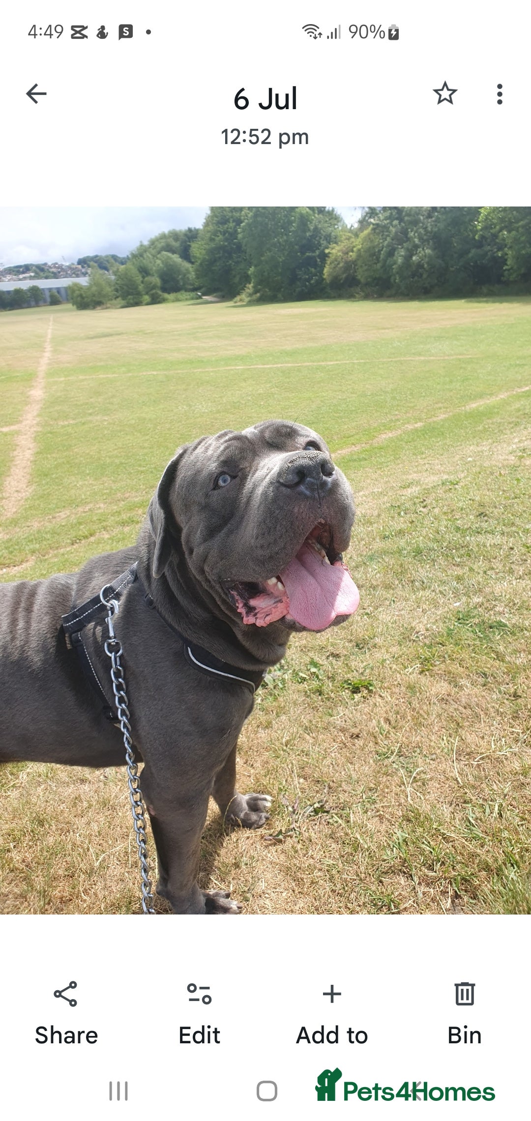 Cane Corso dogs for sale: Male cano corsa - Advert 3