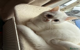 British Shorthair cats for sale: BSH male kitten rare each eye different colour  - Image 3