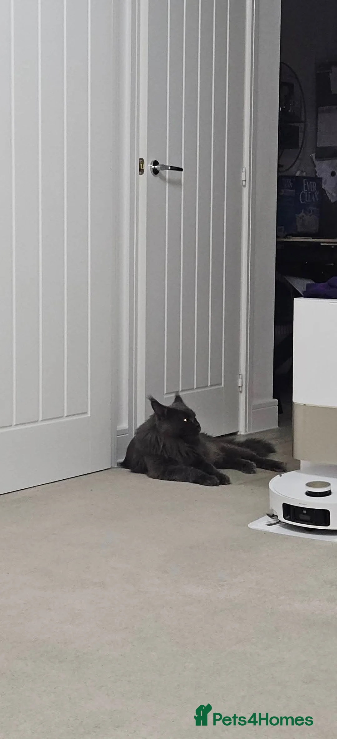 Maine Coon cats for sale: Giant Maine Coon  - Advert 2