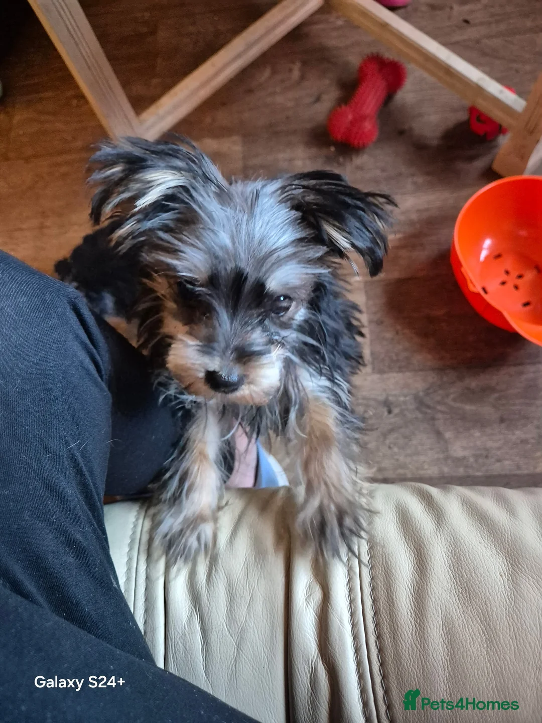 Yorkshire Terrier dogs for sale: 1 maleYorkshire  terrier puppy  - Advert 5