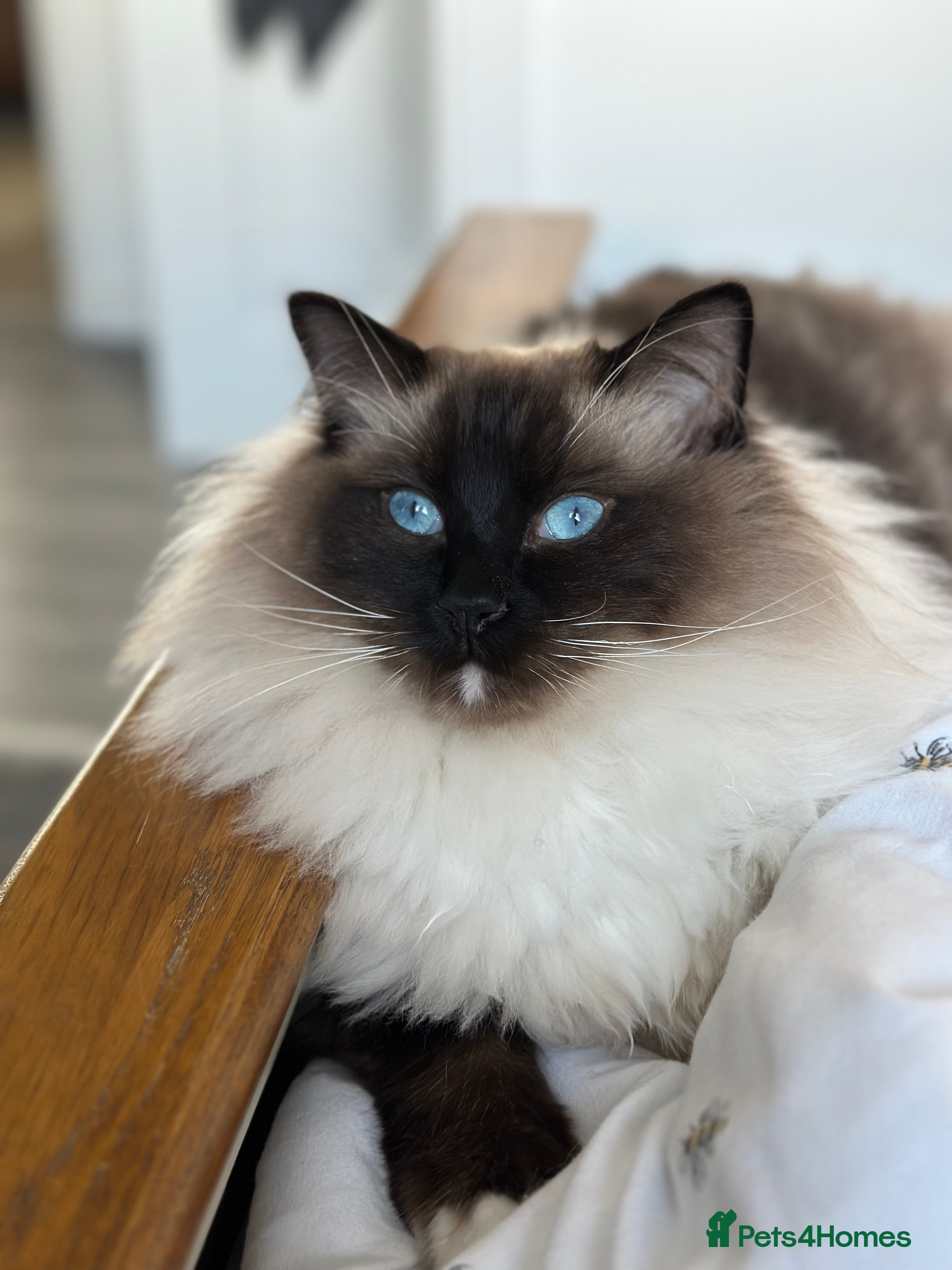 Ragdoll cats 2 Ragdoll brothers - Advert 2