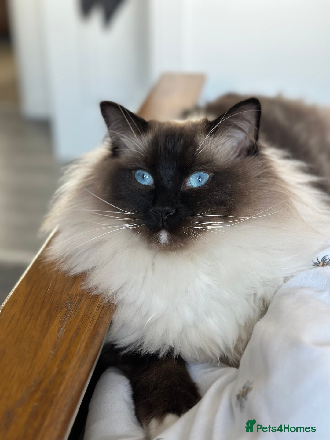 Ragdoll cats for sale: 2 Ragdoll brothers - Advert 1