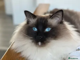 Ragdoll cats 2 Ragdoll brothers - Advert 13