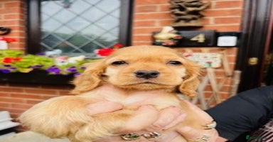 Cocker Spaniel dogs - Advert 10