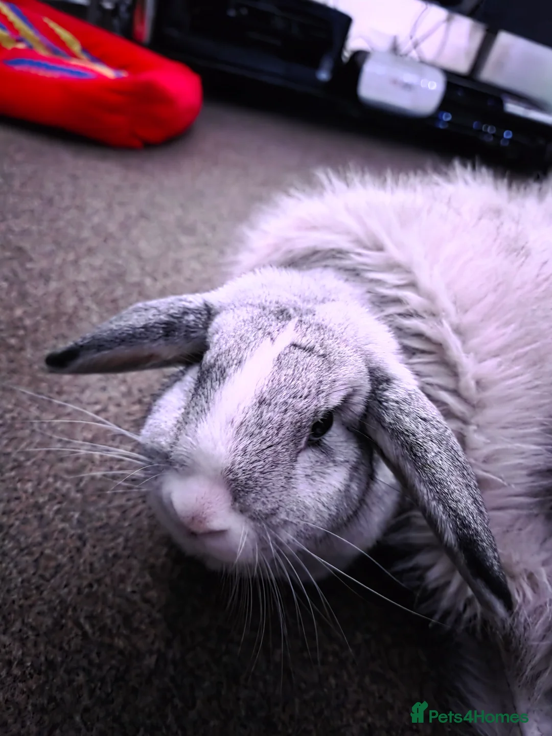 Mini Lop rabbits for sale: Miss Floppy - Advert 14