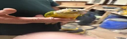 Conures birds for sale: Hand tame pineapple Conure - Advert 3