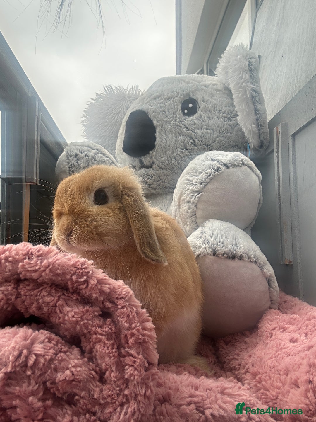 Mini Lop rabbits for sale: Mini lops for sale  - Image 7