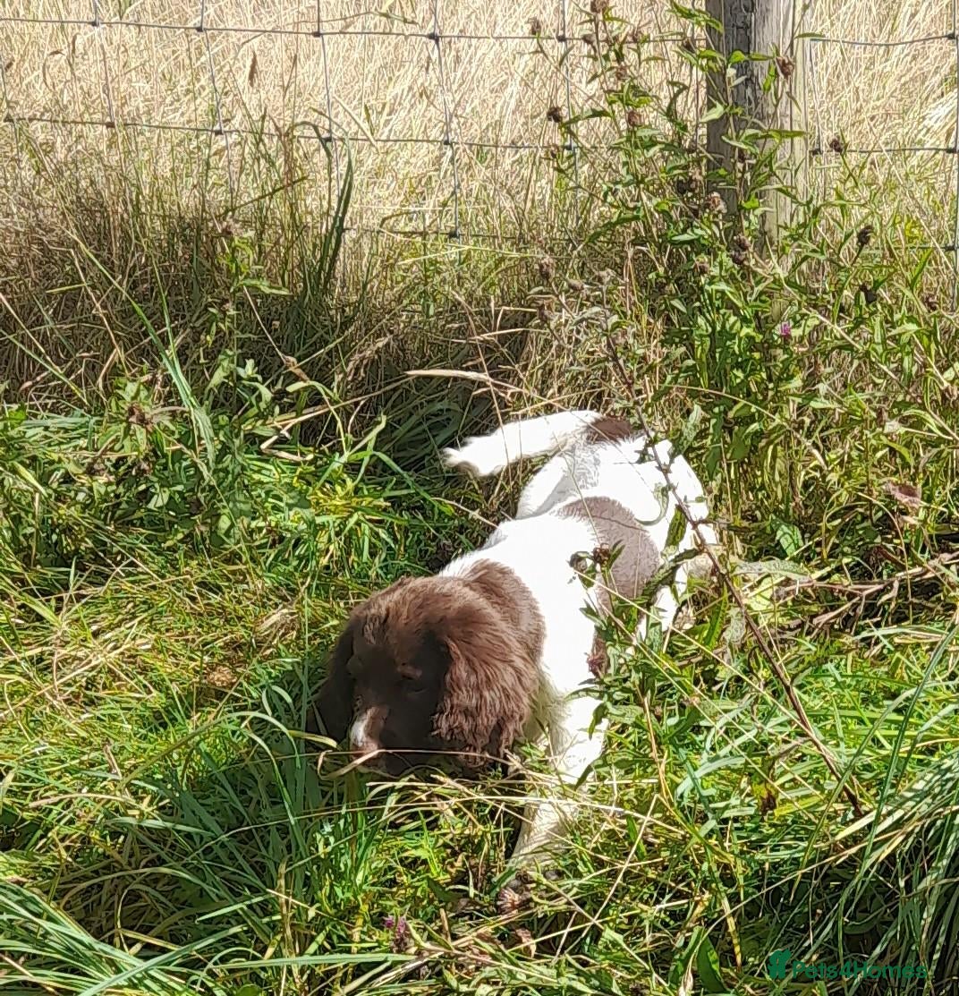 English Springer Spaniel dogs Gorgeous English Springer Spaniels Puppies - Advert 8