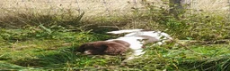 English Springer Spaniel dogs for sale: Gorgeous English Springer Spaniels Puppies - Advert 10