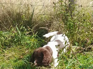 English Springer Spaniel dogs Gorgeous English Springer Spaniels Puppies - Advert 8