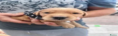 Golden Retriever 1