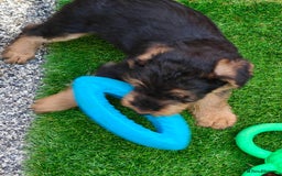 Airedale Terrier dogs for sale: Superb Airedale Terrier puppies Champion parents - Image 27