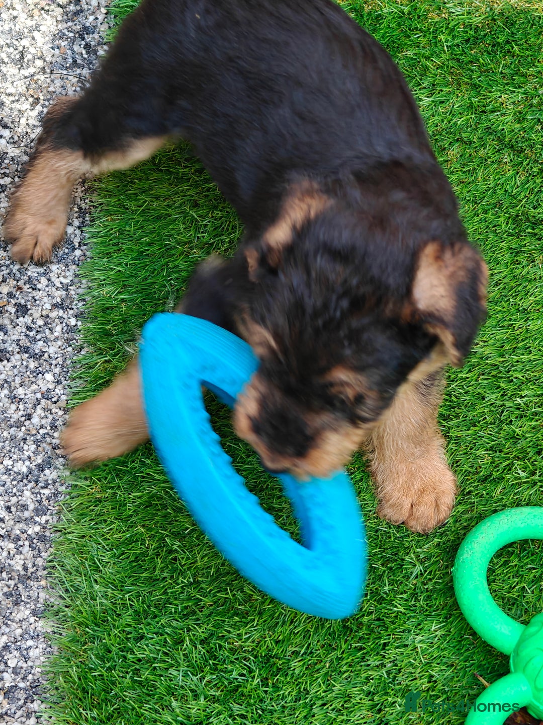 Airedale Terrier dogs for sale: Superb Airedale Terrier puppies Champion parents - Image 27