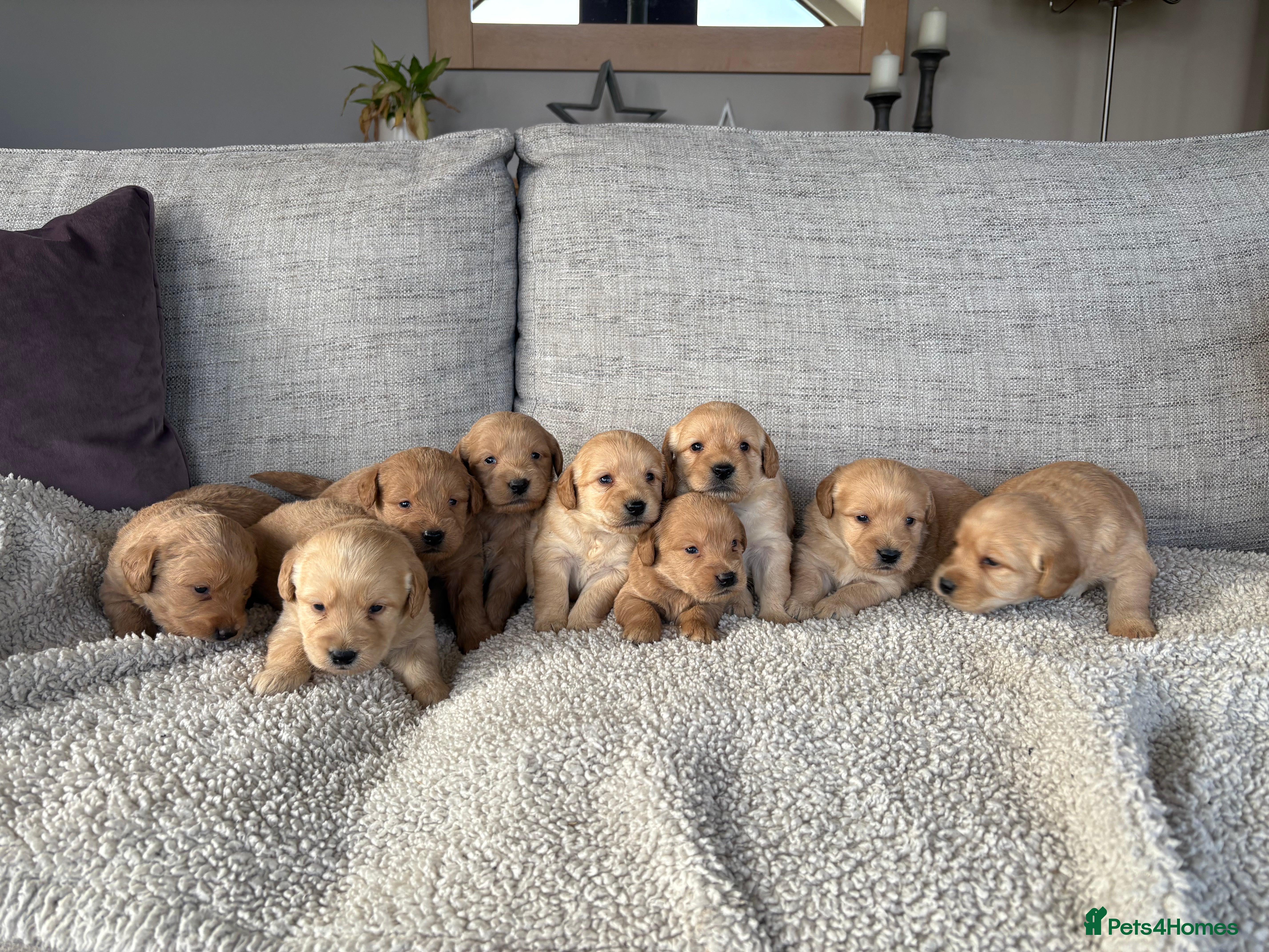 Labradoodle dogs Red/Apricot Health Tested Miniature Labradoodles - Advert 6