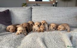 Labradoodle dogs for sale: Red/Apricot Health Tested Miniature Labradoodles - Image 1