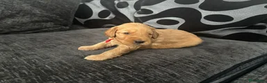 Red collar