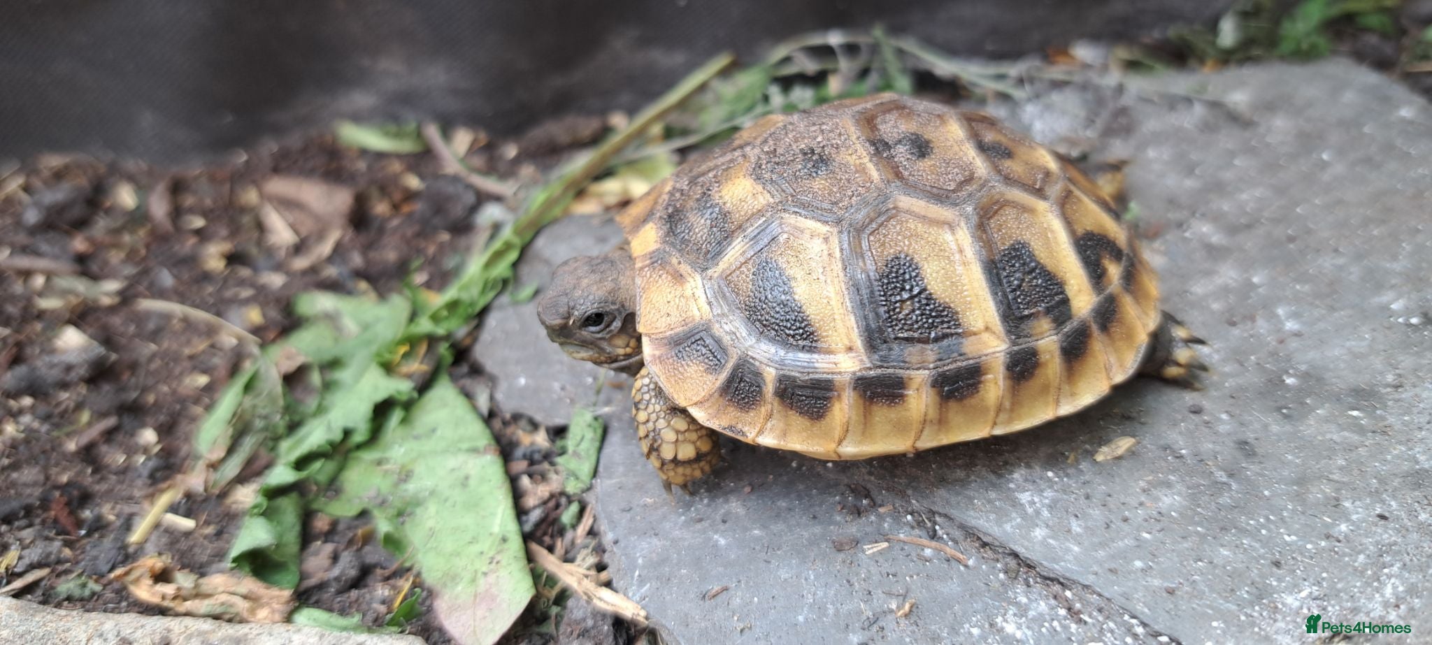 Tortoise reptiles 2026 Home Hatched Hermanns Tortoises For Sale - Advert 2