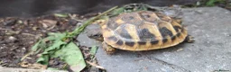 Tortoise reptiles for sale: 2026 Home Hatched Hermanns Tortoises For Sale - Advert 2
