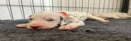 Dalmatian dogs for sale: Exceptional KC Liver Spotted Dalmatian Puppies - Advert 17