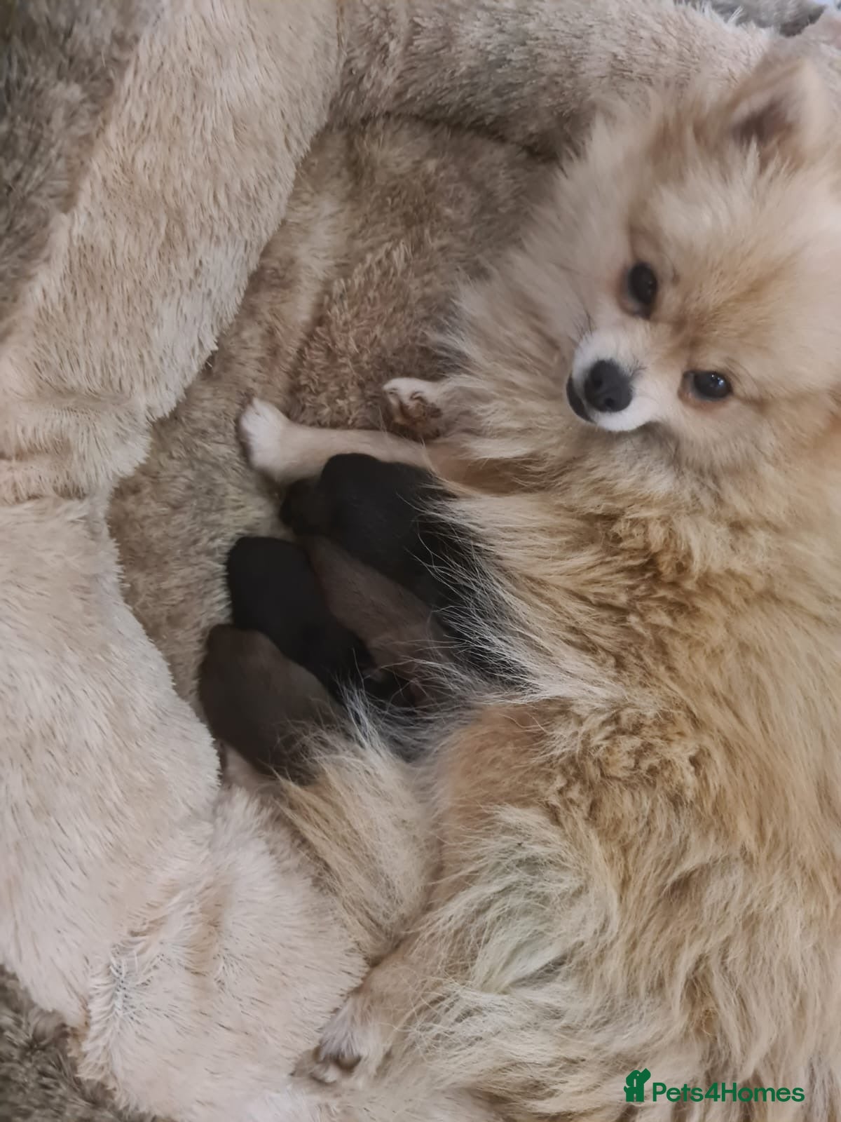 Pomeranian dogs Here I have 3 loving Pomeranian females  - Advert 1