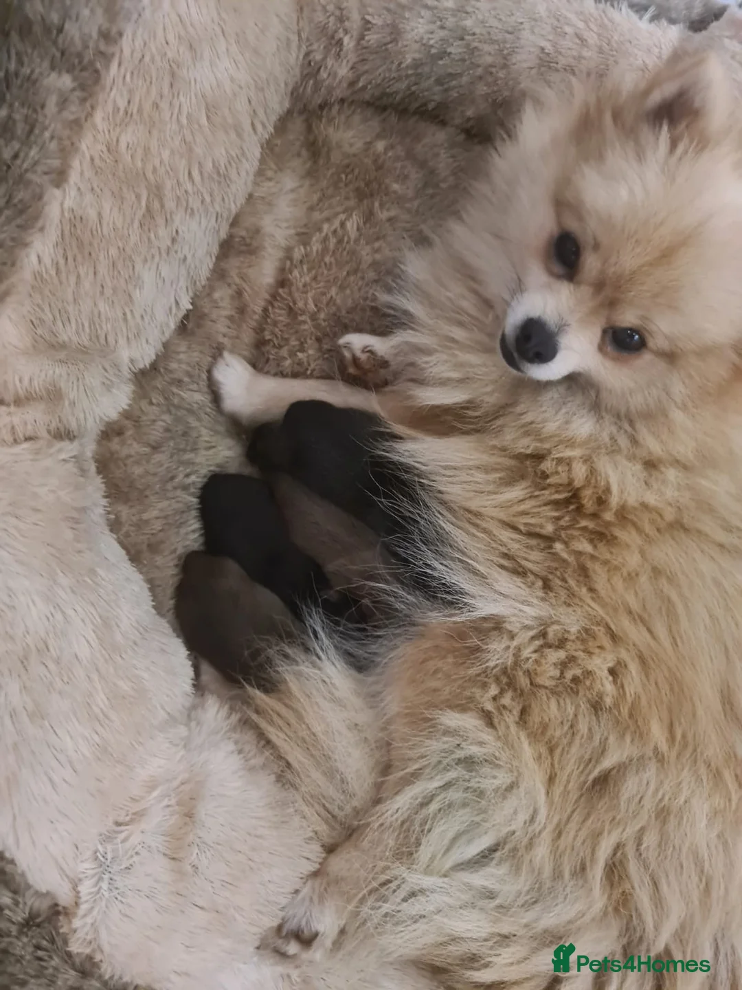 Pomeranian dogs for sale: Here I have 3 loving Pomeranian females  in Merthyr Tydfil - Advert 1