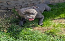 Staffordshire Bull Terrier dogs for sale: Blue staff for sale  - Image 21
