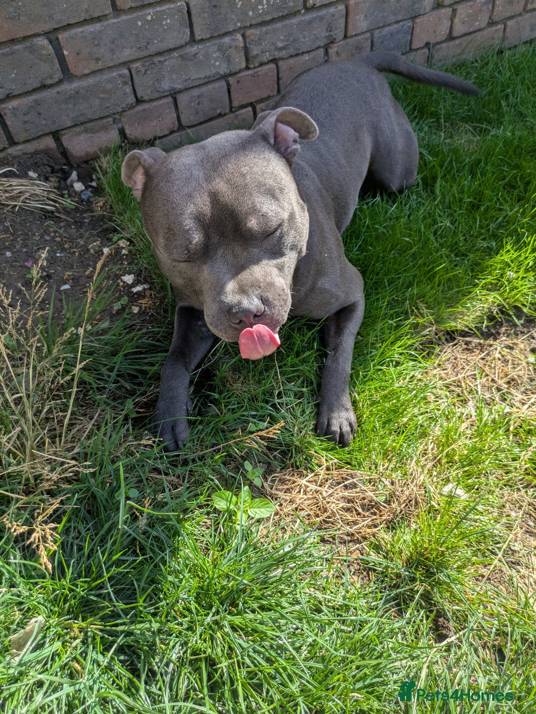 Staffordshire Bull Terrier dogs for sale: Blue staff for sale  - Image 21