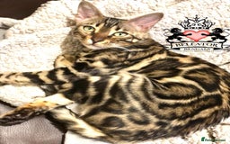 Bengal cats for sale: Looking for the best homes for our retired Bengals - Image 4