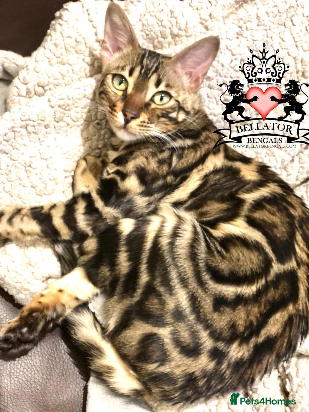 Bengal cats for sale: Looking for the best homes for our retired Bengals - Image 4