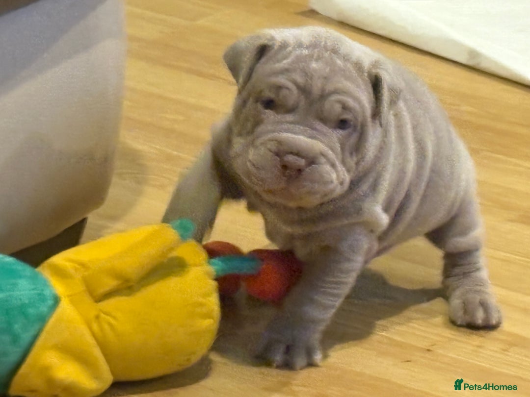 Mixed Breed dogs for sale: Bullpei puppies  - Image 7